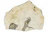 Detailed Fossil Fish - France #290772-1